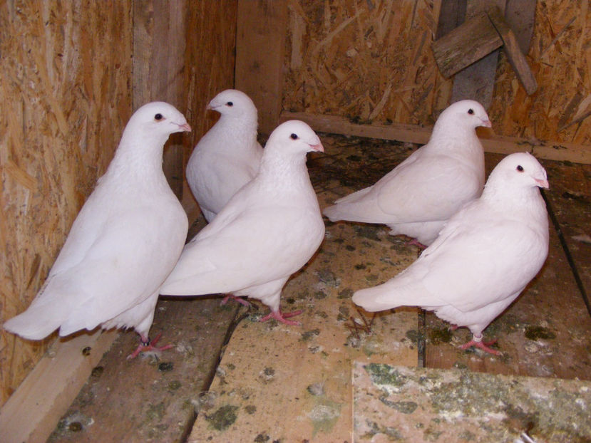 o pereche vanduta Apr. 2017 - PORUMBEI VINDUTI