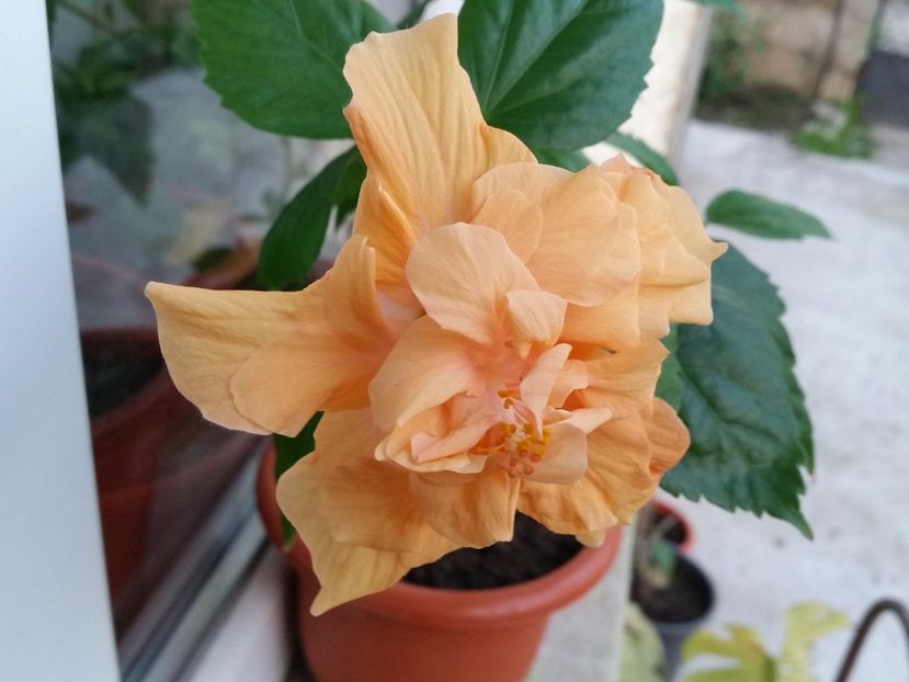 Jane cowl - Colectia mea de hibiscusi