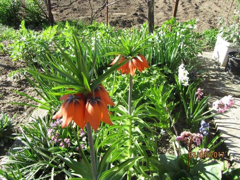  - Flori de gradina-2017 primavara