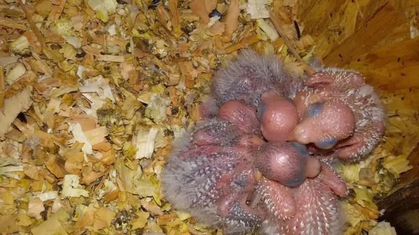 20170422_130316 - Cantatori -pui