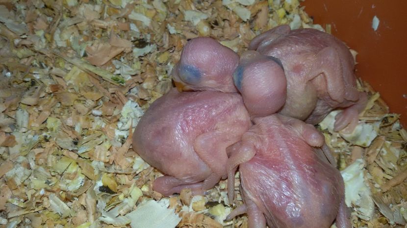 20170422_131034 - Micul Alex -pui