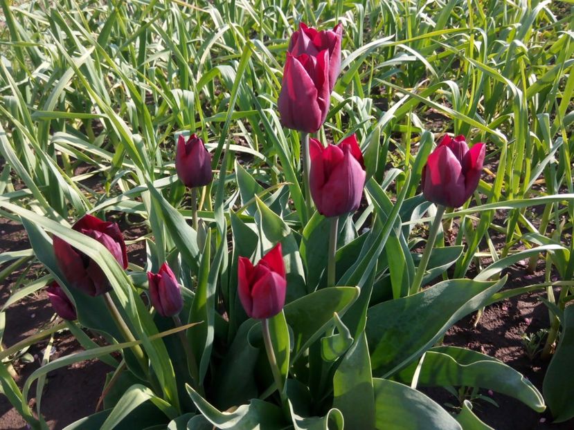 22.04 - gradina 2017