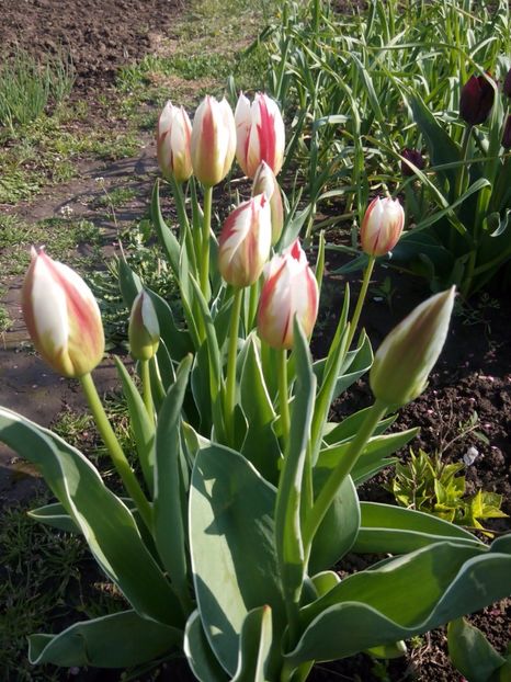22.04 - gradina 2017