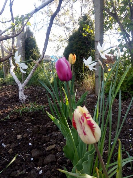 22.04 - gradina 2017