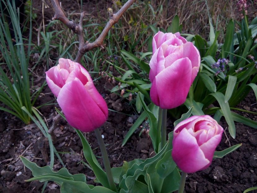 22.04 - gradina 2017