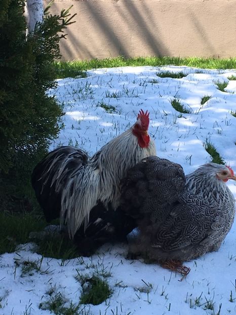 Vasilica si Veronica - COCHINCHINA PITIC