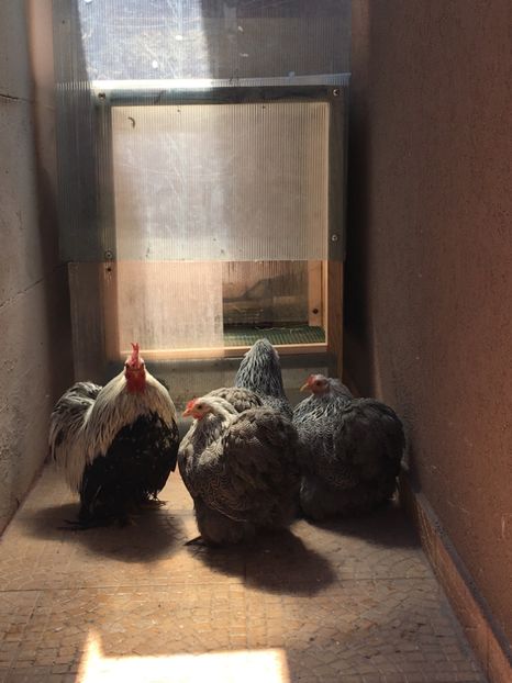 Vasilica , Veronica,Margareta, Mariuca - COCHINCHINA PITIC