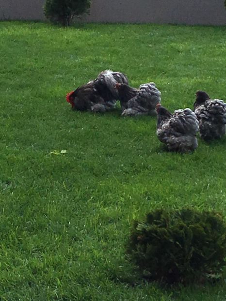 Napoleon, Josephine, Evelin, Sophia - COCHINCHINA PITIC