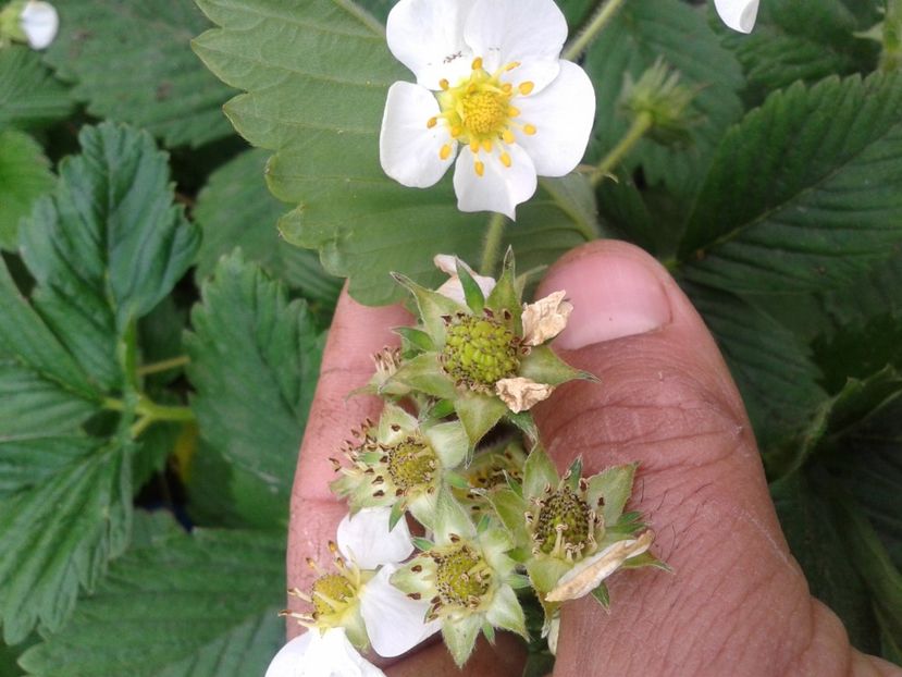 Fotografie0010 - 0 0 Disponibile 2018