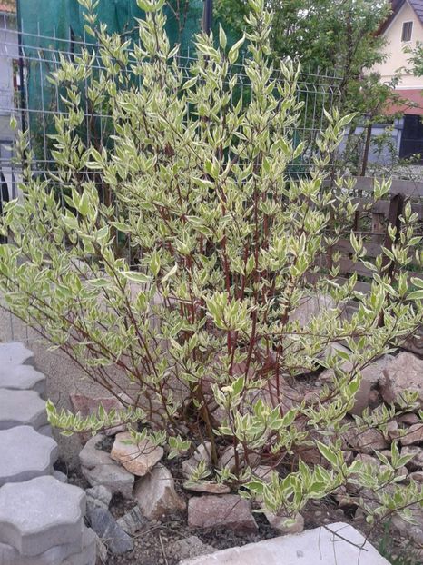 corm variegat - 0 Plante ornamentale