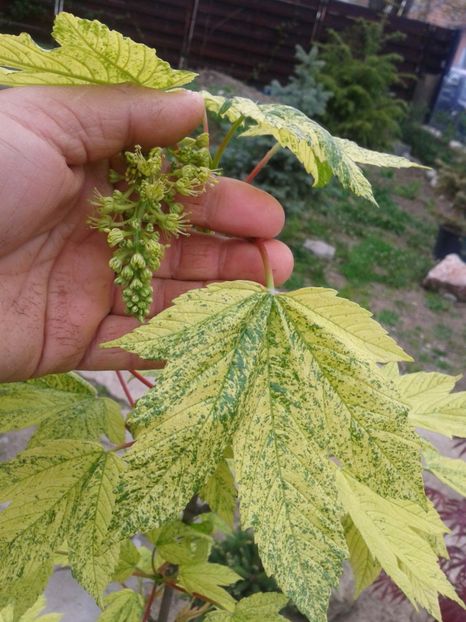 Fotografie0020 - 0 Plante ornamentale