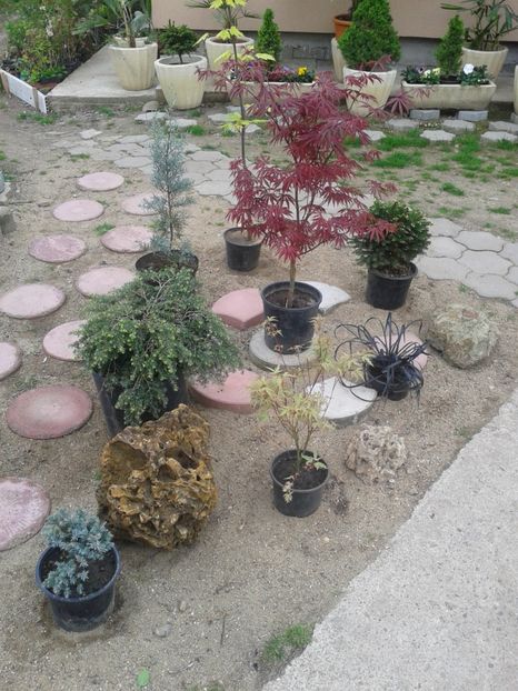 grup de plante - 0 Plante ornamentale