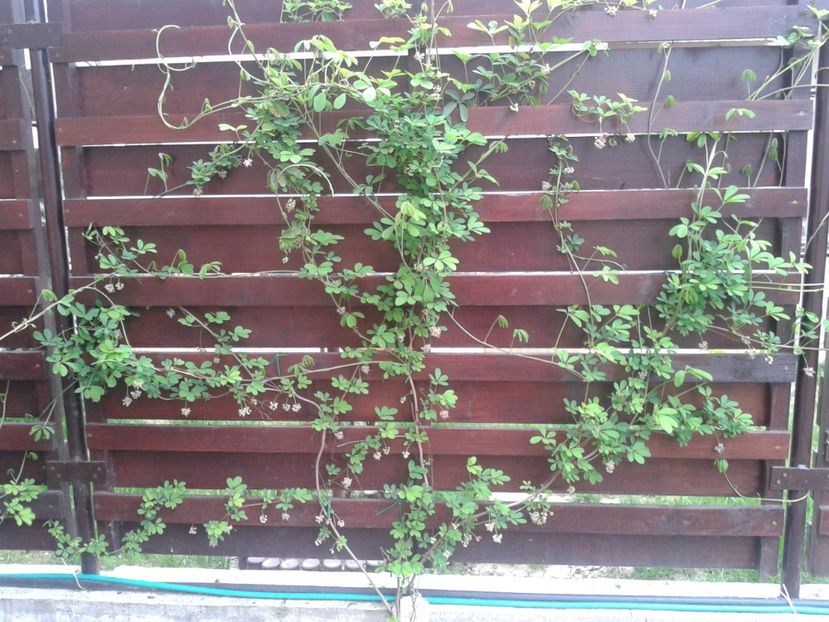 akebia - 0 Plante ornamentale