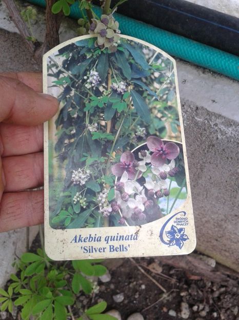 Fotografie0032 - 0 Plante ornamentale