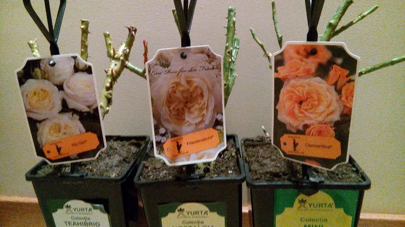 Din Praktiker - Achizitii 2017