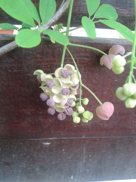 flori de akebia - 0 Plante ornamentale