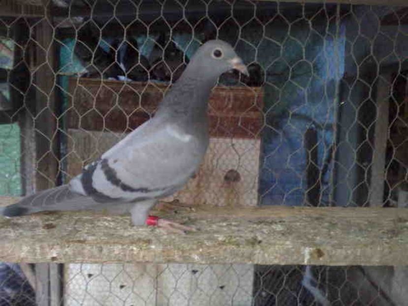  - Pui 2017-2018 -2019-2020 -2021-matca-doici-vind aproape tot lotul