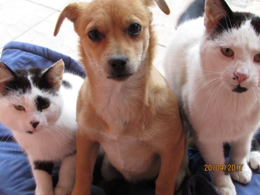 Rita și pisicile noastre - Noul membru al familiei