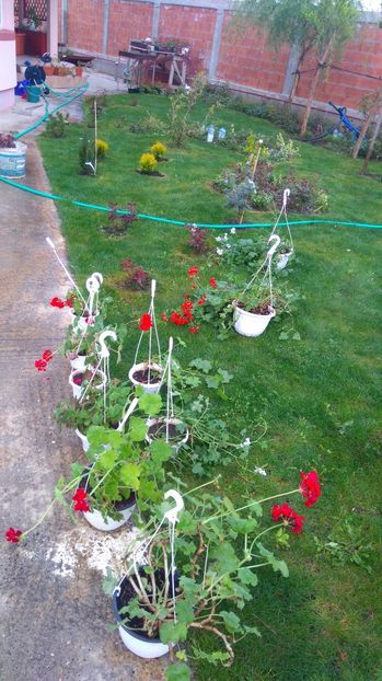  - Plante de interior
