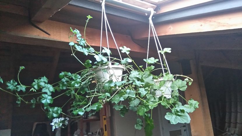 Pelargonium peltatum - Plante de interior