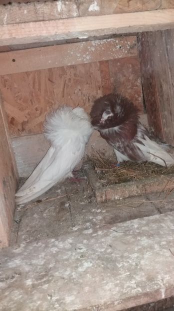 Pereche 2016 - Gulerati