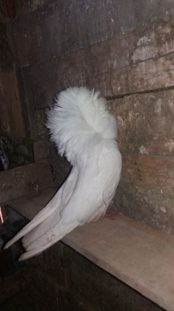 Femela 2016 - Gulerati