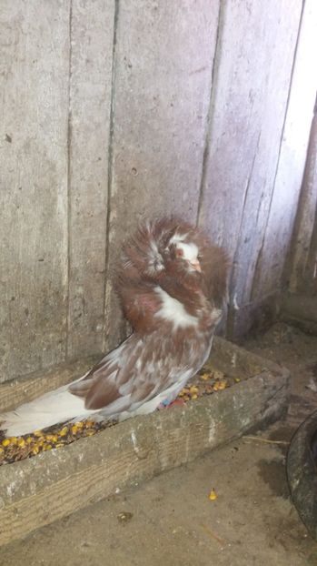 Mascul 2016 - Gulerati