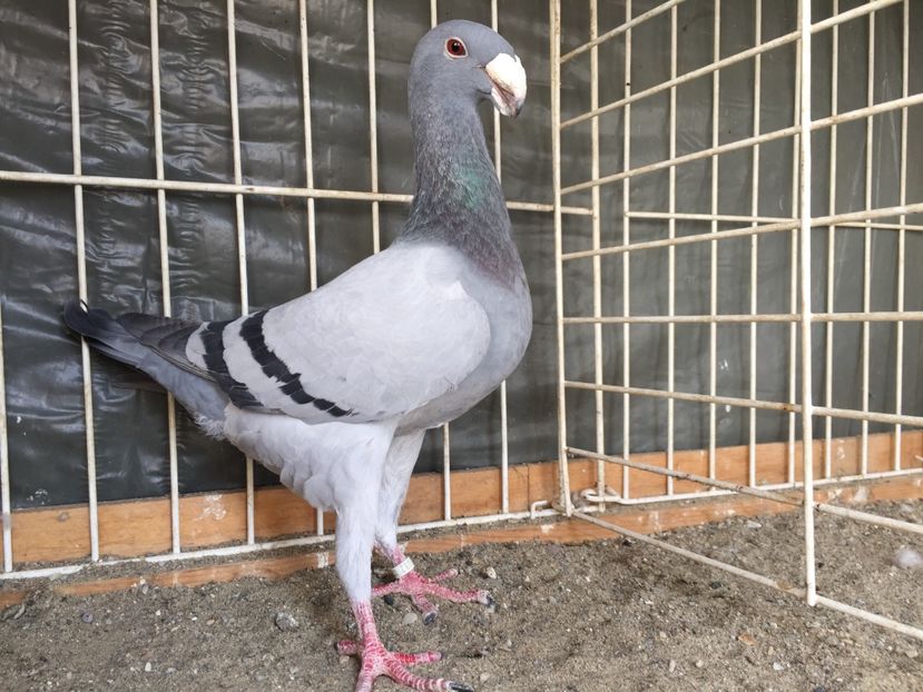  - Germani de frumusete