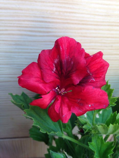 Velvet Red - Muscate