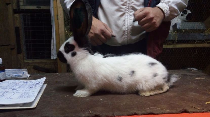  - Mascul 3-2 Ro20-2747