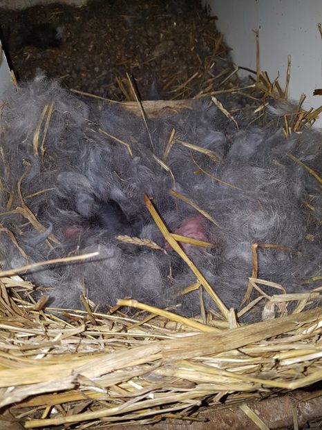  - Cuib din 21 04 2017