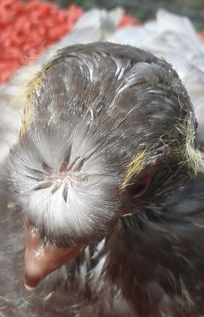 Eeeei ! ... Chiar e ... „ceva” ! - Pui 2017