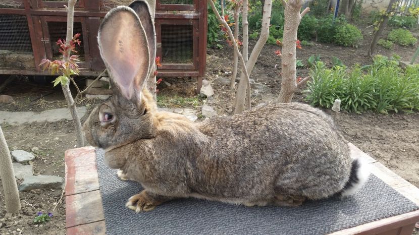 Montata 3 aprilie,9.6 kg acum gestanta - 2 femele gestante si responsabilul