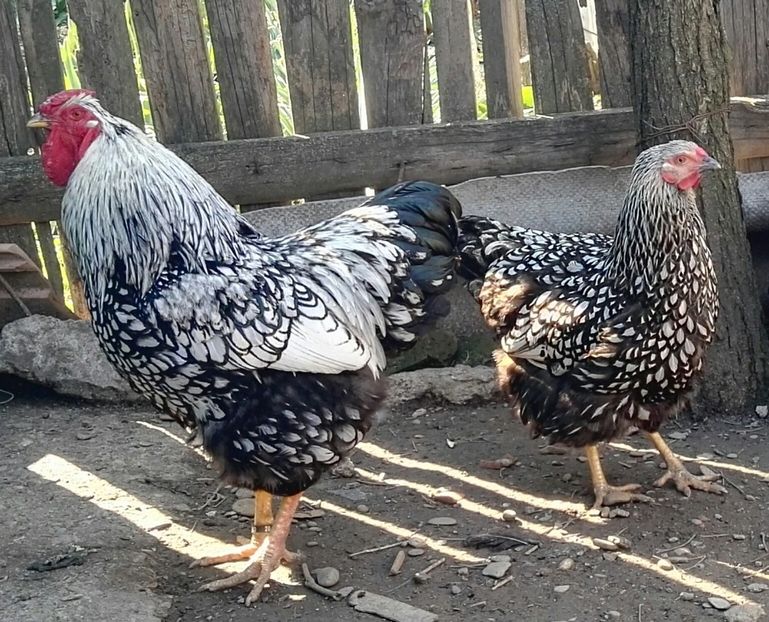  - Oua pentru incubat de vanzare