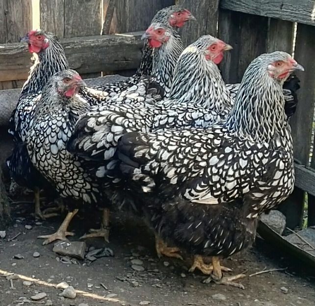  - Oua pentru incubat de vanzare