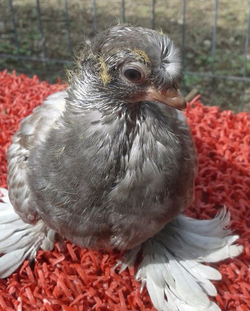 Era, de fapt, un bimoțat, bată-l norocul ! - Pui 2017