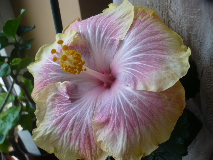 23.04.2017 - HIBISCUSI 2017-1