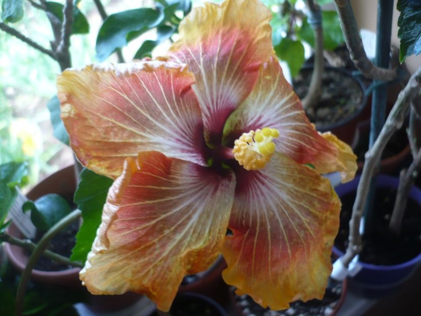 P1310624 - HIBISCUSI 2017-1