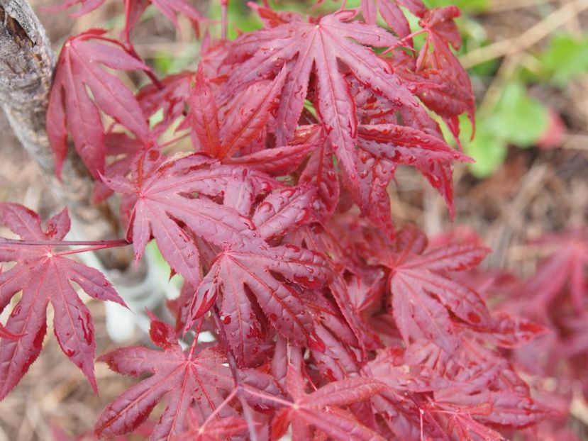 Artar japonez -  aprilie 2017 - 1 Gradina mea