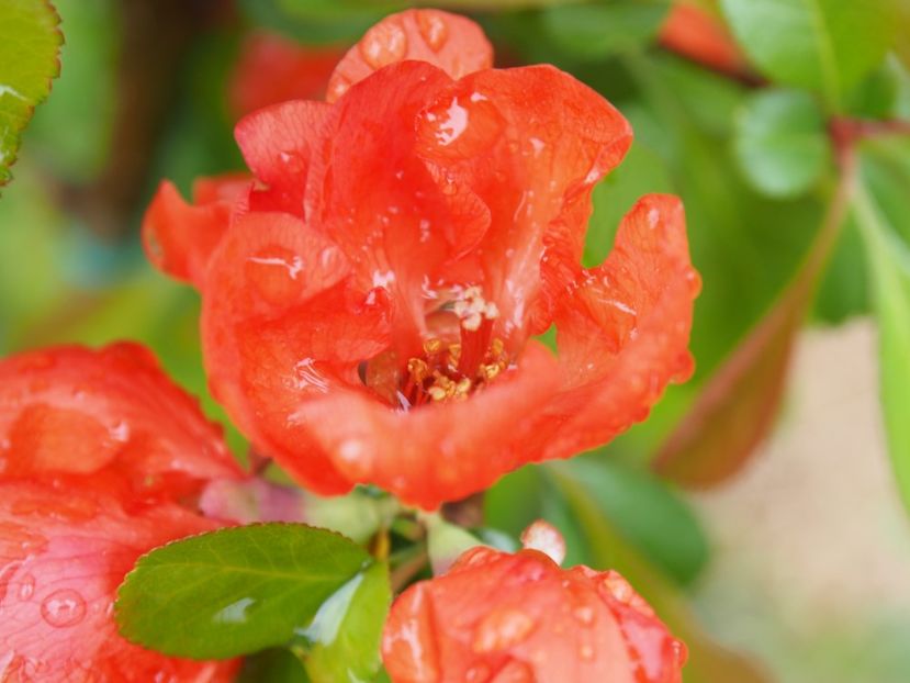 Gutui japonez  - aprilie 2017 - 1 Gradina mea