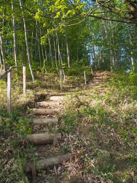 Infrunzeste paduricea ... in aprilie 2017 - 1 Gradina mea