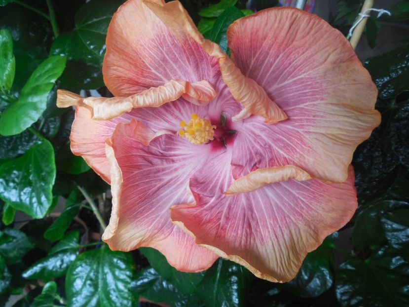  - Tahitian Purple Ripple