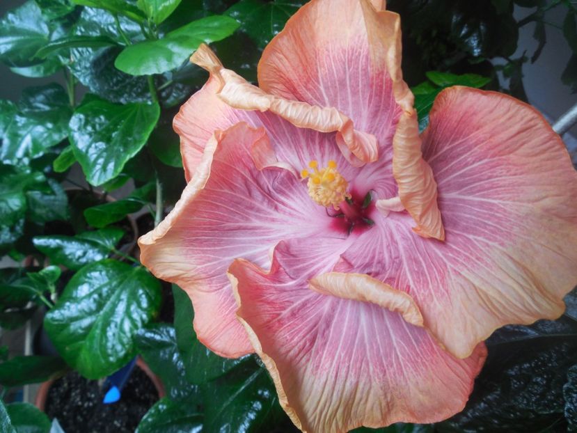  - Tahitian Purple Ripple