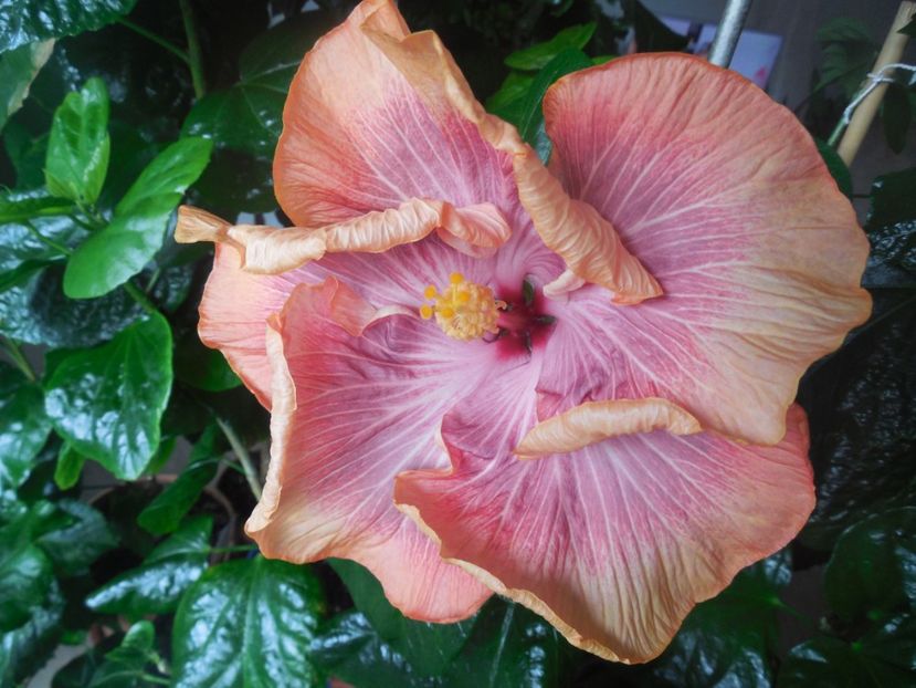  - Tahitian Purple Ripple