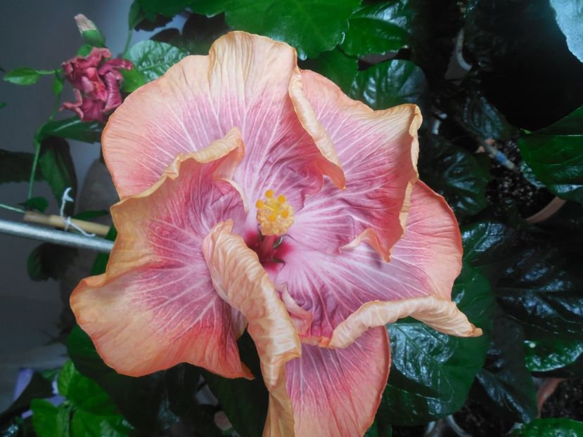  - Tahitian Purple Ripple