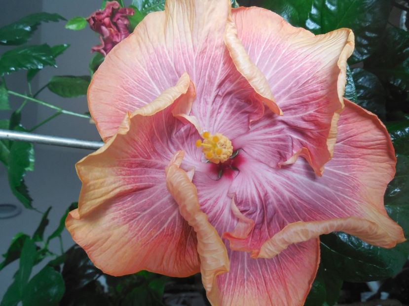  - Tahitian Purple Ripple