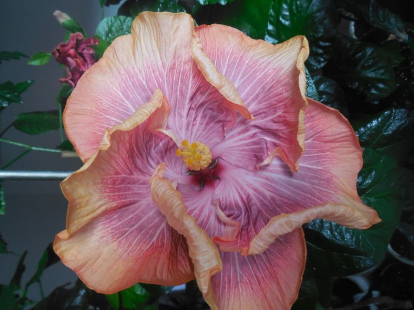  - Tahitian Purple Ripple