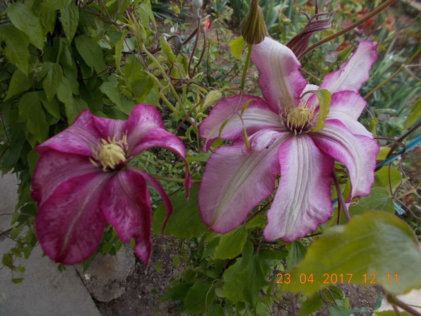 - Clematite 2016-2017-2019-2021-2022