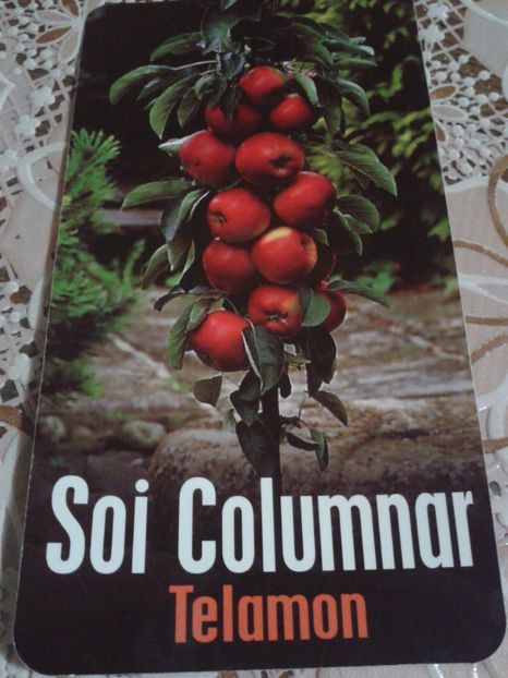 Fotografie0091 - Pomi fructiferi columnari si pitici 2017