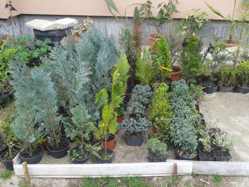 conifere - 0 Plante ornamentale